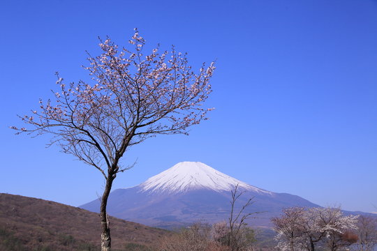 頑張って開花した山桜と富士山
