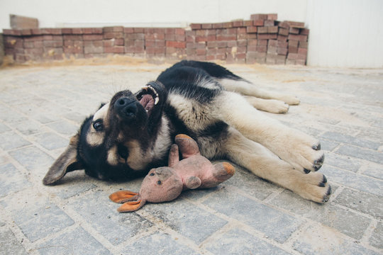 Puppy playing with a rabbit on the floor. Dog breed shepherd dog lying with his mouth open on a brick floor, lying next to a dirty pink plush Bunny