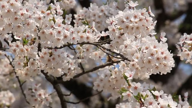桜 満開 青空