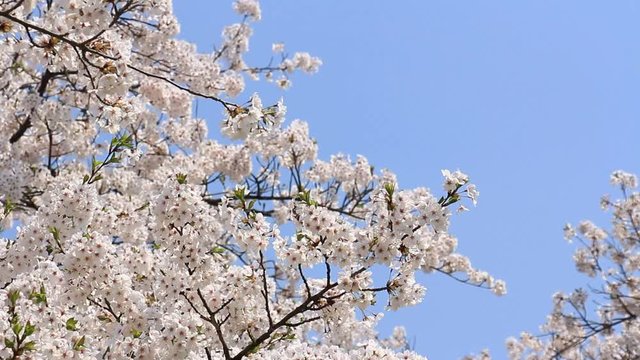 桜 青空