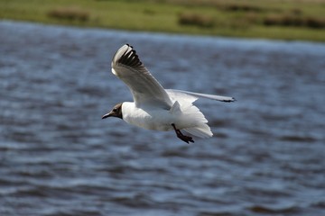 Vol d'une Mouette Rieuse dans un étang en Baie de Somme