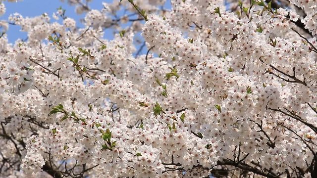 桜 青空