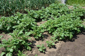 Fototapeta na wymiar Kitchen garden / Potato cultivation
