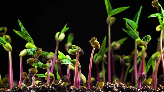Mung Beans Germination on Black Background. Timelapse. 4K.