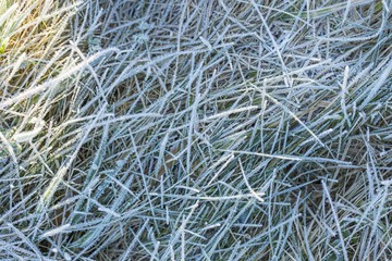 Rime on grass, top view shot