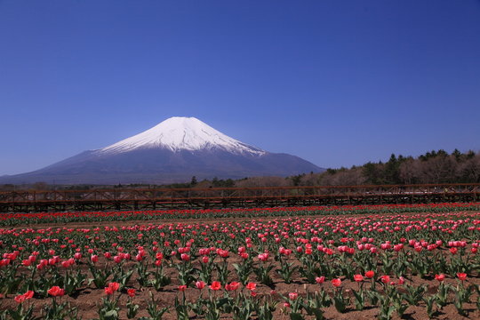 富士山麓のチューリップ畑