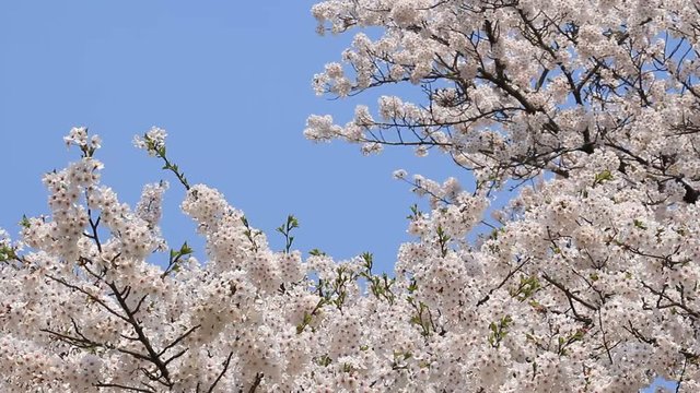 桜 青空