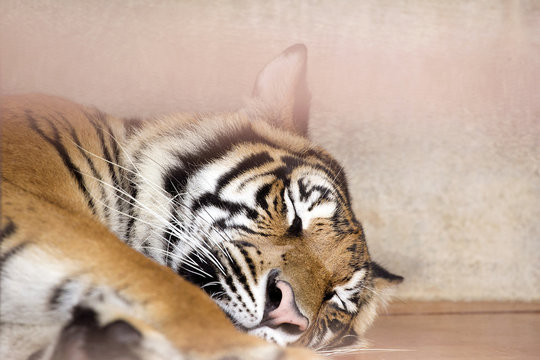 The tiger is sleeping in the cage.
