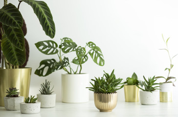 The stylish interior filled with a lot of modern plants in different design pots. Composition of...