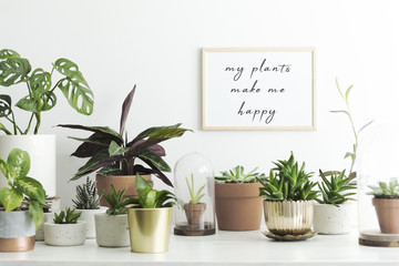 The stylish room filled with a lot of modern plants in different clay pots. Modern composition of...