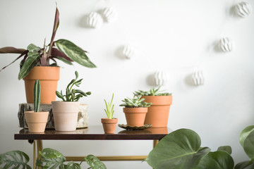 The modern room interior with a lot of different plants on the brown vintage shelf. White background with lamps.