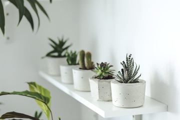 The stylish room filled a lot of cacti in cement pots. Modern composition of the shelf.