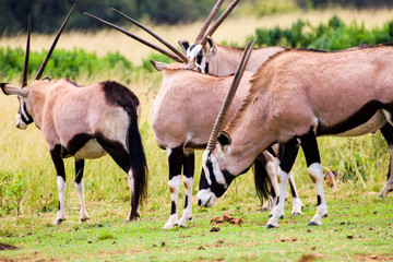 antelopes