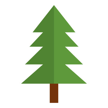 pine tree plant natural icon vector illustration design