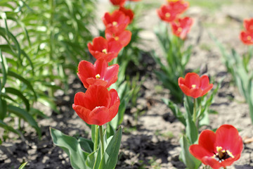 Tulips. Flowers in the garden