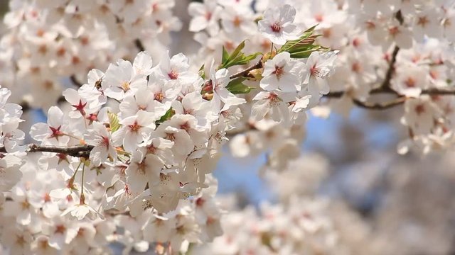 桜 青空