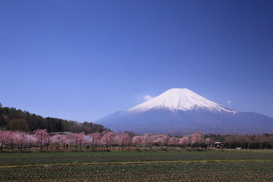 桜並木と富士山