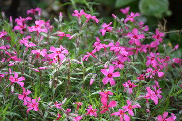 Obraz premium Phlox subulata