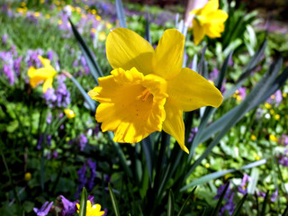 Fototapeta premium Buds of yellow narcissus flowers 