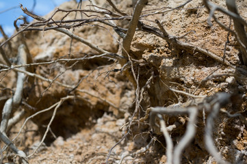 Exposed roots of tree and plant aftter uprooting and windthrow. Dirt and soil around wood. Abstract natural detail with very low depth of field