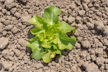 Grüner Salad auf der Farm