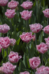 Fototapeta premium Tulipes roses