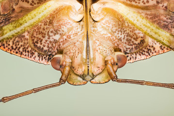 Green Shield Bug, Palomena prasina