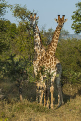 Giraffa, Kruger National Park © foto4440