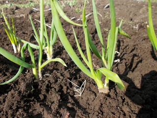 ЗЕЛЕНЫЙ ЛУК