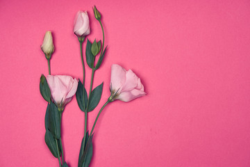 bouquet of tulips on white background