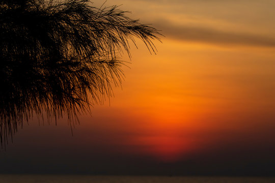 Silhouette image of a needle look of sea pine tree's leaves with the orange sky in the background. 