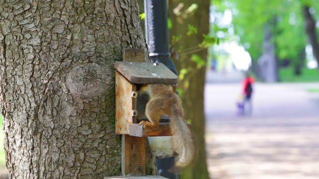 Funny brown squirrel takes one walnut from feeder in city park.