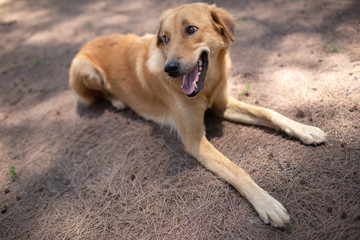 Brown dog is laying on the ground with full of dried sea pine leaves. 