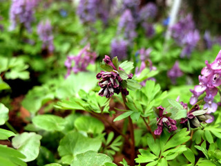 Bud of  deep red garden flower
