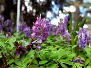 Bud of  purple garden flowers, closeup
