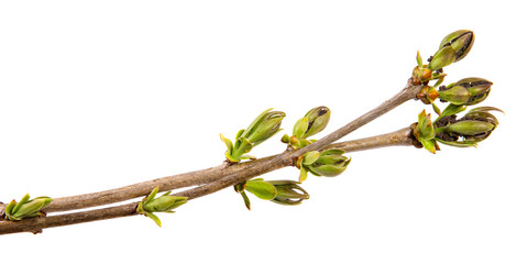 a branch of a bush sirneni with green leaves on an isolated white background.