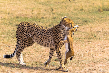 The cheetah caught the impala. Eastest Africa