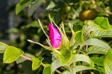 unopened rose hip