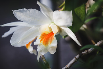 Fototapeta na wymiar White orchid flowers