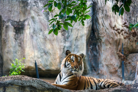 Bengal tiger relax resting in a park with green weed background