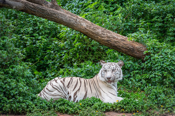 Fototapeta na wymiar White Bengal tiger (Panthera Tigris) relax resting in a park with green weed background