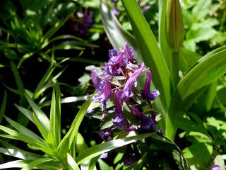 Violet flower close up, side view
