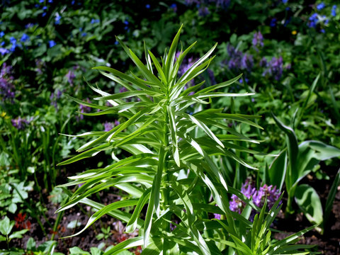 Fototapeta Green plant with big leaves in the garden, top view  