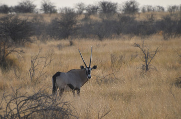 Oryx in Namibia - 202636136