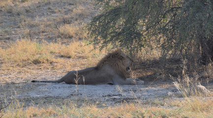 Lion in Namibia - 202636145