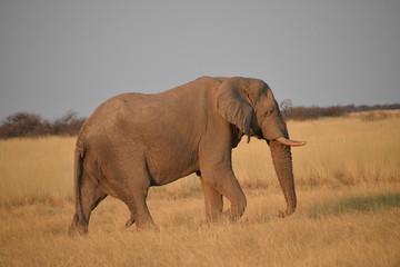 Naklejka na ściany i meble Elephant in Namibia