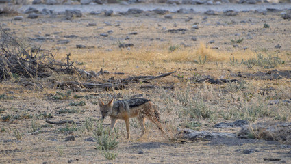 Fototapeta na wymiar black backed jackal in Namibia