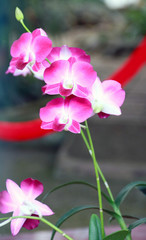 Red phalaenopsis orchid. 