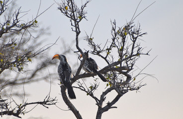 Chilli birds in Namibia