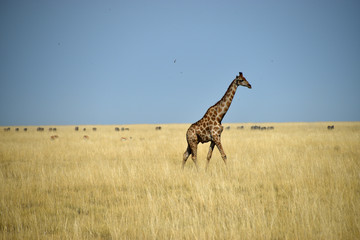 Giraffe in Namibia - 202636551